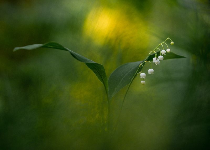 цветы,цветок,макро,растения,природа,ландыш,флора,дикиецветы Ландыш майскийphoto preview