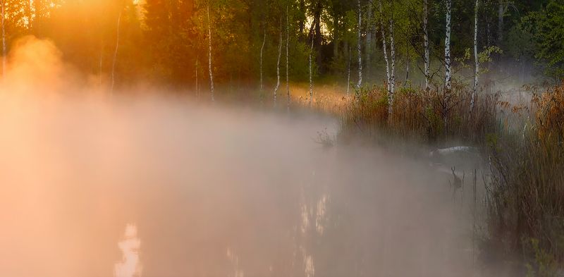 питет, рассвет, пейзаж, утро, туман, болото, озеро Утро о о о оphoto preview