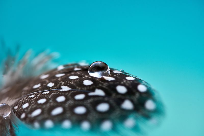 макро, капля, перо, перышко, красиво Капелька на перышкеphoto preview