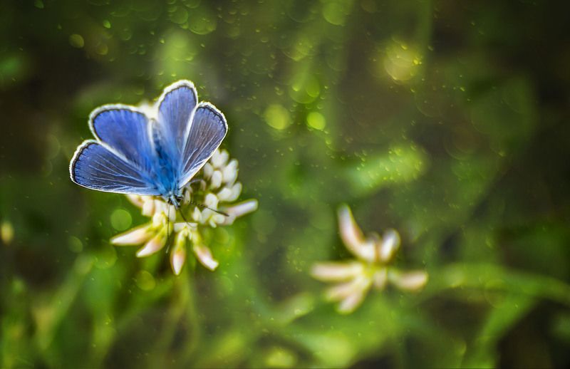 macro Бабочкаphoto preview