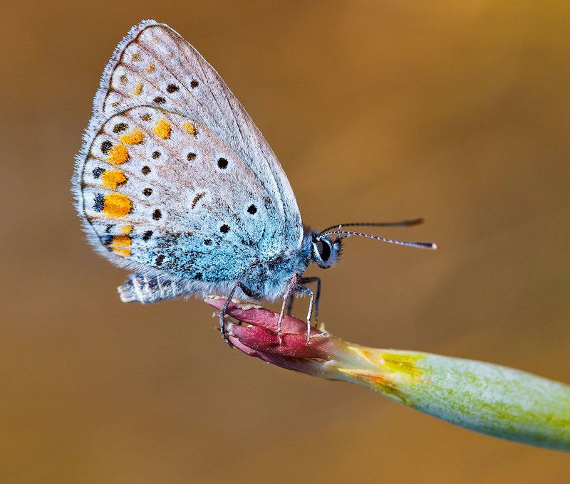 Очень маленькая бабочкаphoto preview