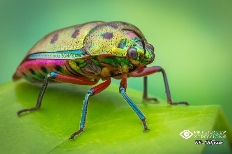#macro, #jewel, bug, #rainbow, #npl Rainbow Jewel Bugphoto preview
