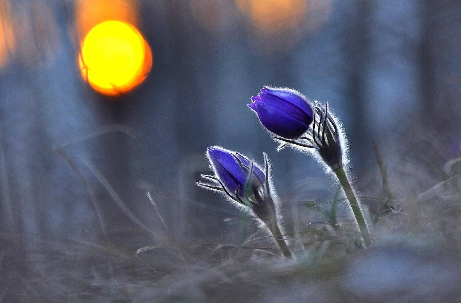 .... Автор: Макеев Алексей , Макеев Алексей