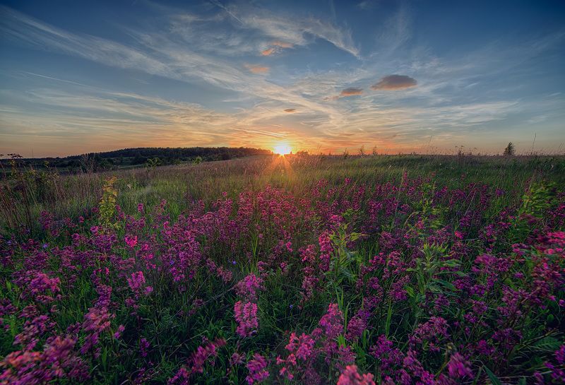 пейзаж, закат, samyang, поле На закатеphoto preview