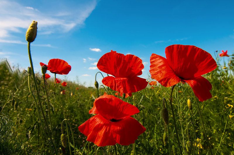flowers,spring,purple,blossom Spring bouquet for summerphoto preview