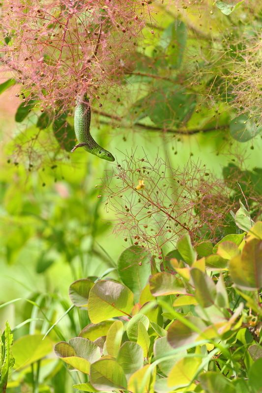 прыткая, проворная, ящерица, lacerta, agilis, скумпия, кожевенная, cotinus, coggygria, rhus, cotinus, самарский лес Про необыкновенных ящериц обыкновенных)photo preview