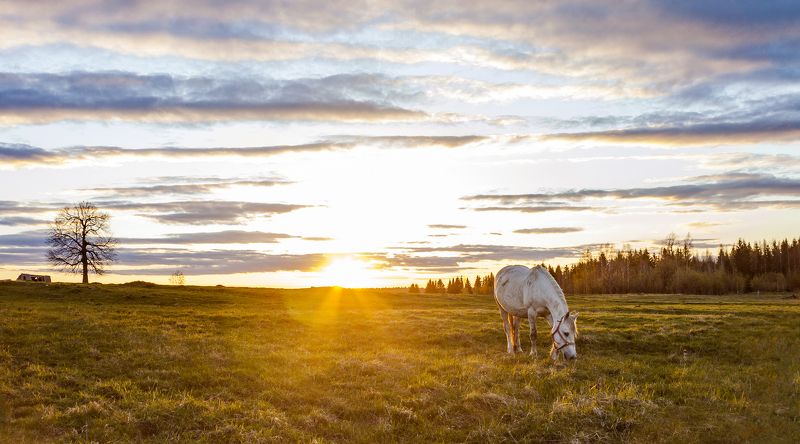 урал, пермский край, лошадка Малышкаphoto preview