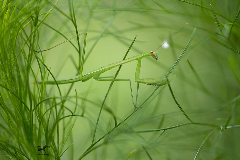 #macro#naturelight#colors#mantis Mantis 180605Aphoto preview