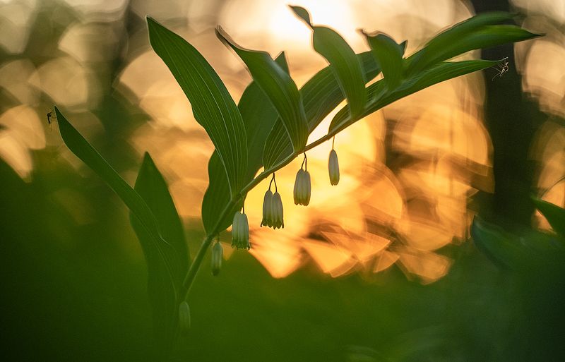 цветы,цветок,макро,растения,природа,купена,бокэ,комар Природная геометрияphoto preview