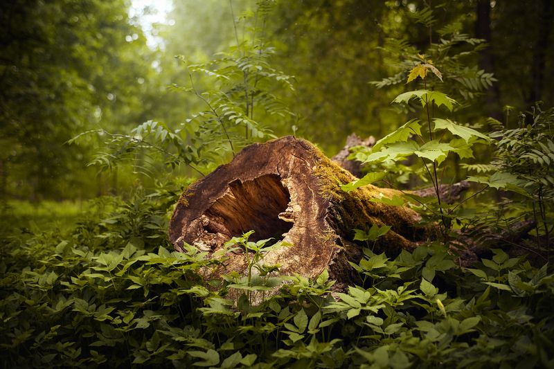 лес, природа, лето, пушкин Волшебный пенёк или город улитокphoto preview