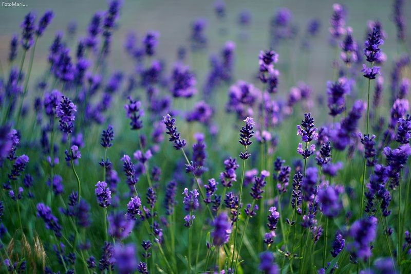 Лаванда...photo preview