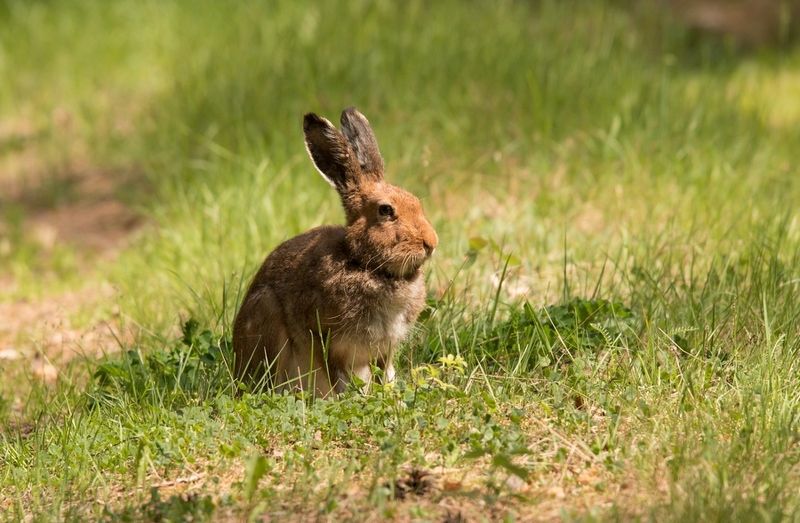 заяц, дикие животные, Лес, поляна, заяц.photo preview