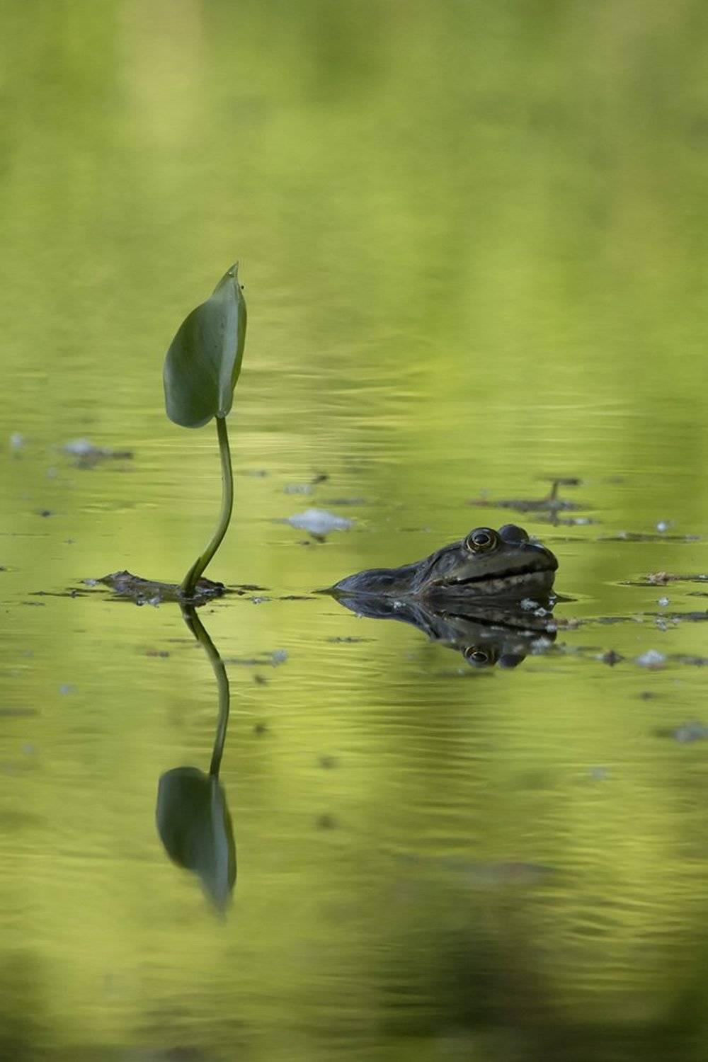 , Иваненко Светлана