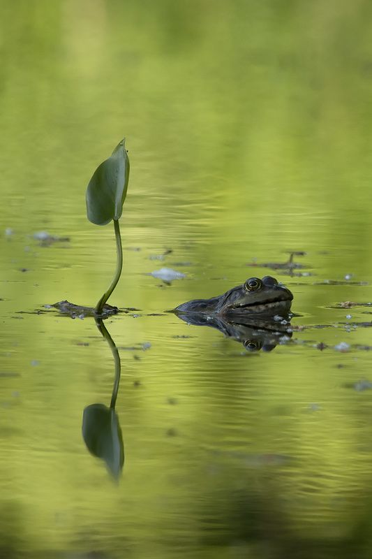 Потерянный принцphoto preview
