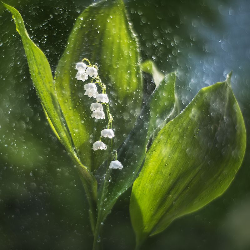 Майский ландыш.photo preview