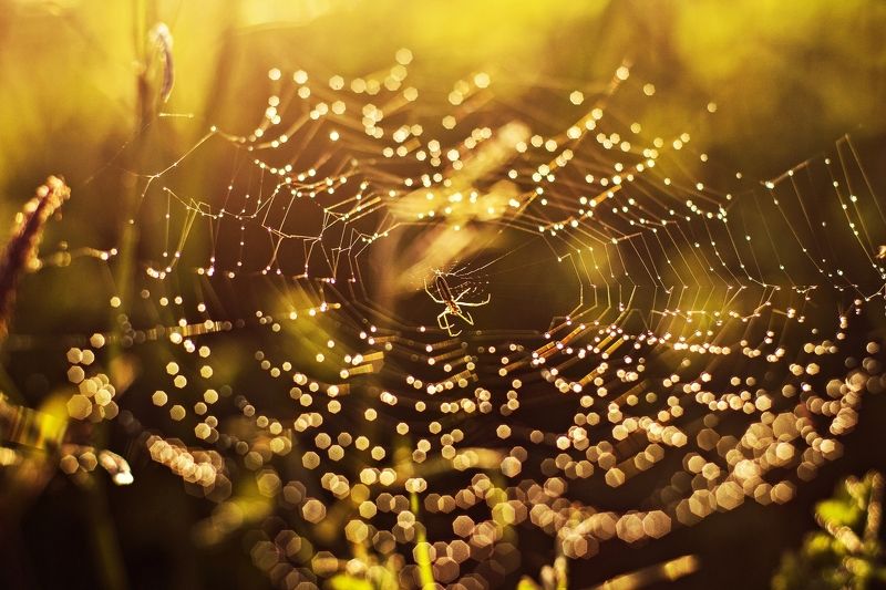 nature, evening,  Spider*photo preview