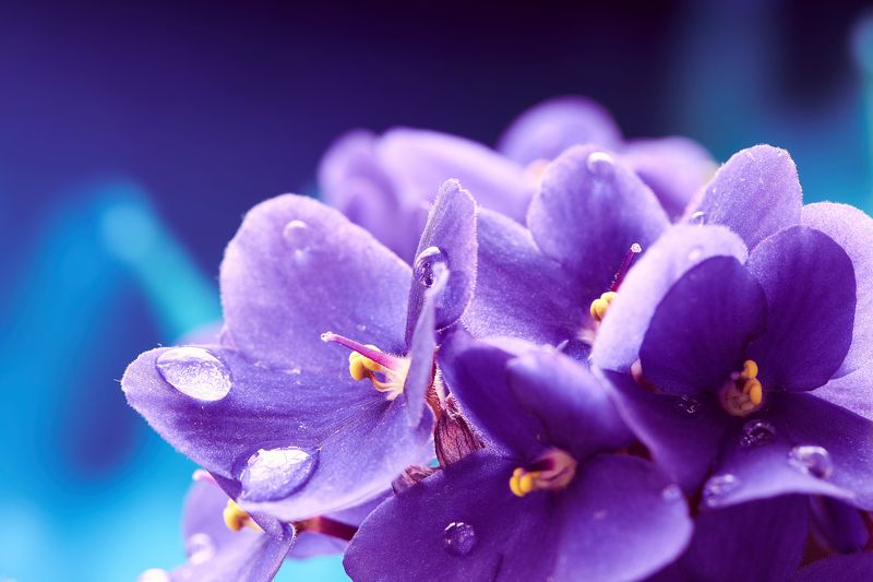 макро, обои, фиалка, фиалки, капля, капли, красиво Фиалки с моего подоконникаphoto preview