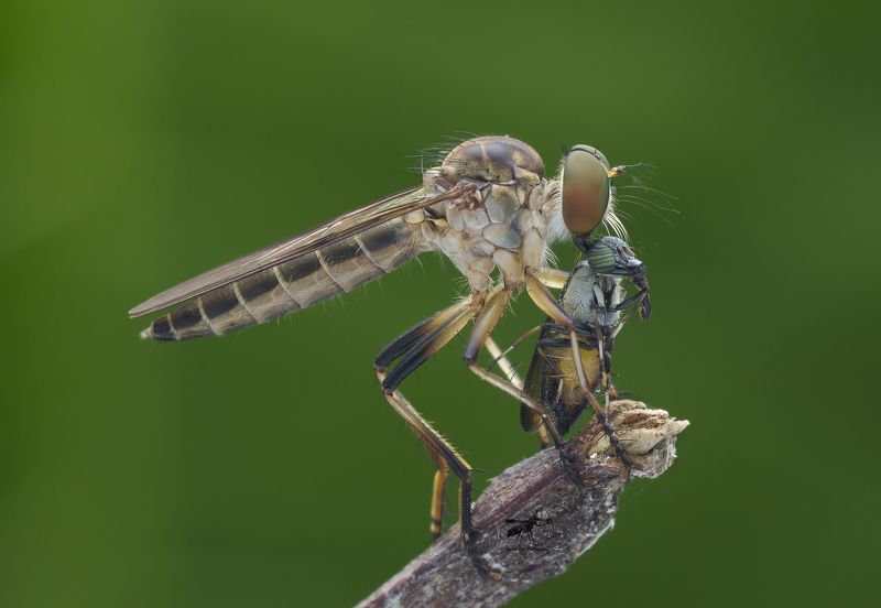 #macro#robberfly#colors#prey Robber Fly With Prey 160606Aphoto preview
