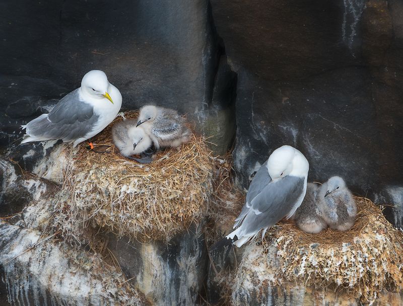 birds Kittiwake Scotland nestling nest feather beak wings rock Kittiwakes. Isle of May. Scotlandphoto preview