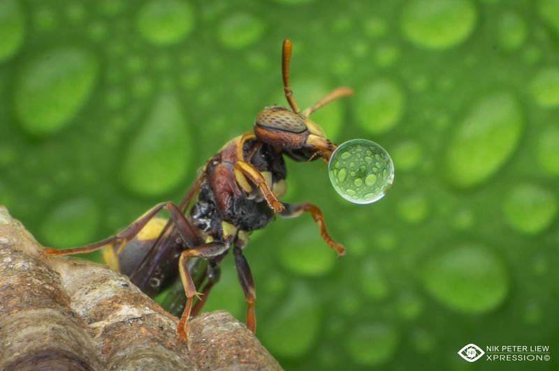 #macro, #wasp, #water, bubble, #nature, #npl Wasp blowing water bubblephoto preview