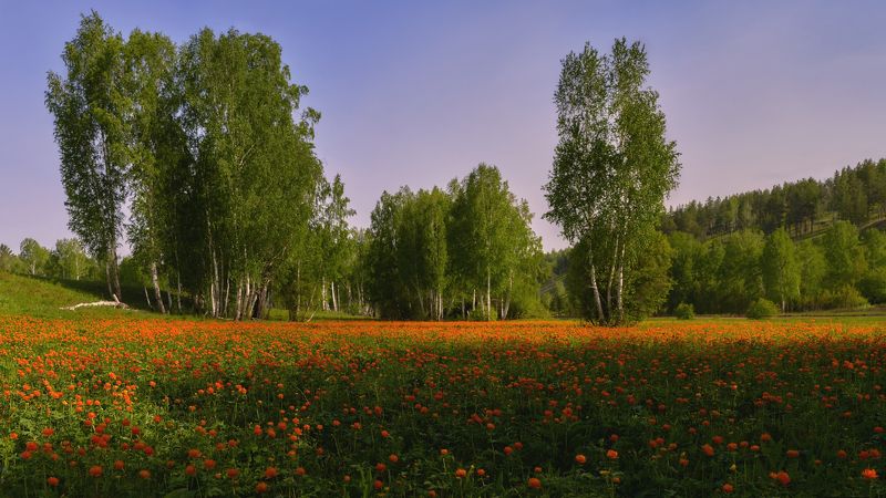 купальница азиатская ,(Trollius asiaticus), жарки , лето ,полевые цветы, берёзы Цветут жарки ...photo preview