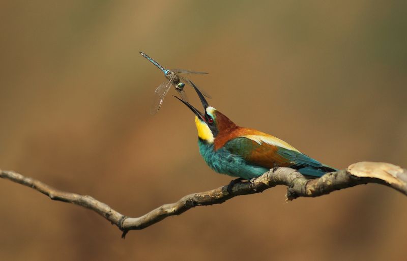 Золотистая щурка.(лат. Merops apiaster).photo preview