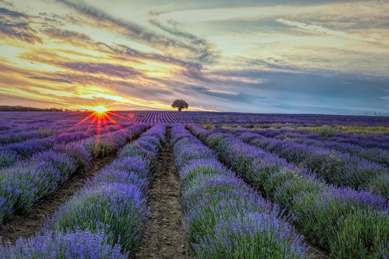 lavender, lavenderfileds, sunset Lavenderfiledsphoto preview