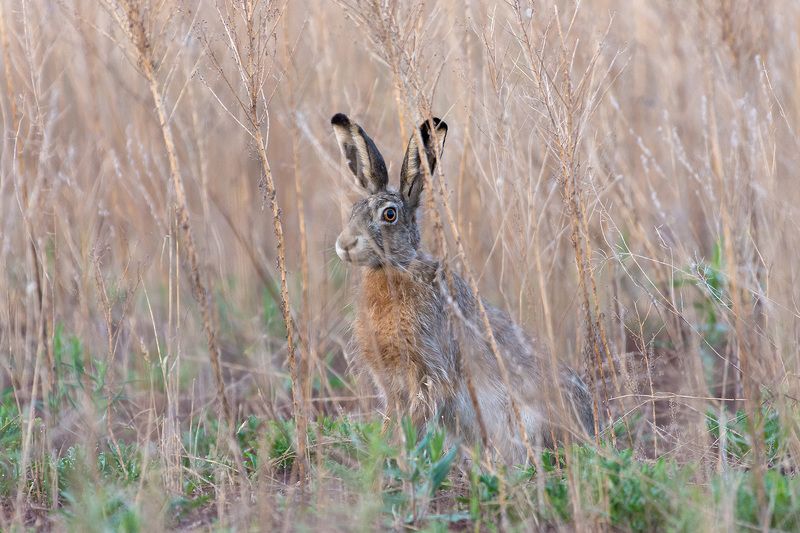 заяц смотрящийphoto preview