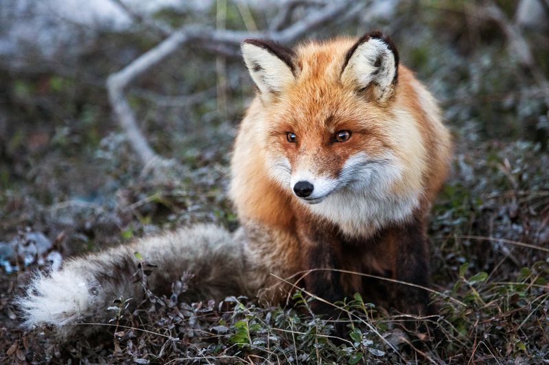 Рыжаяphoto preview