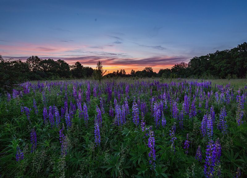 пейзаж, рассвет, люпины, samyang Люпиновый рассветphoto preview