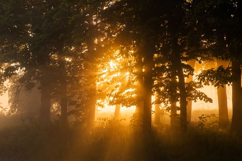 туман, рассвет, лес, река Дыхание летаphoto preview