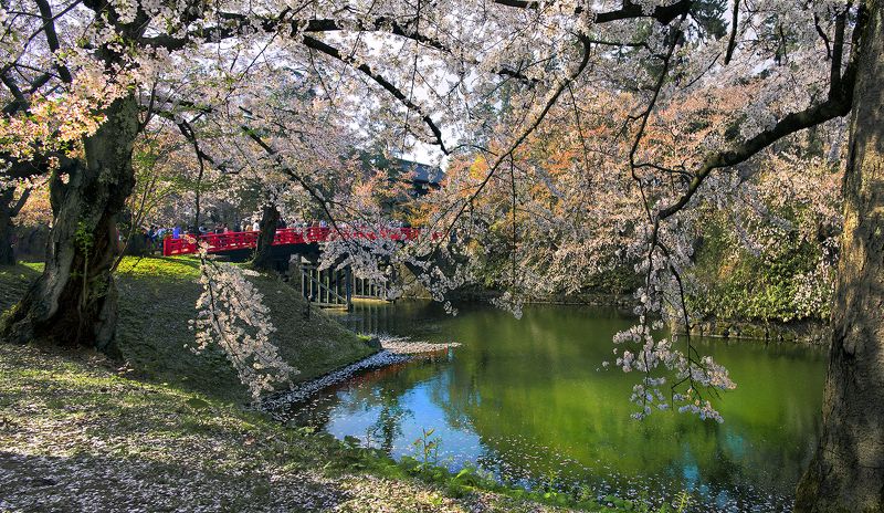 Cherry Blossomphoto preview