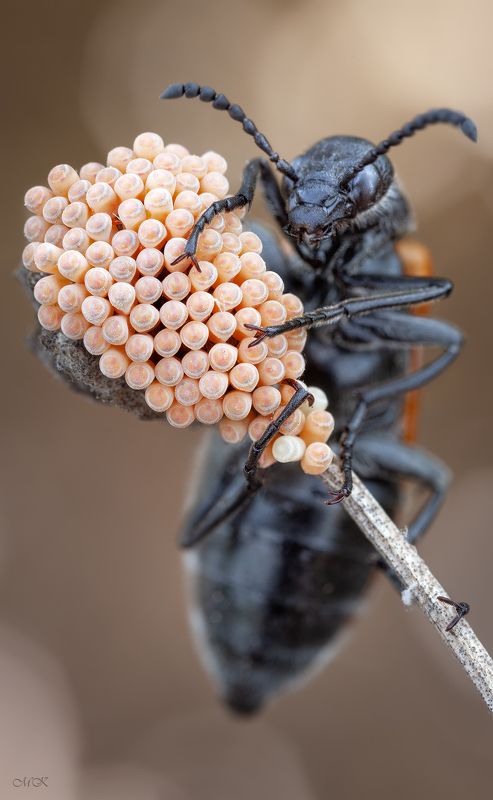 Глазунью или омлет?photo preview