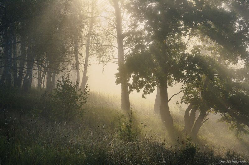 утро, туман, дубник, таруса, Утро на Дубникеphoto preview