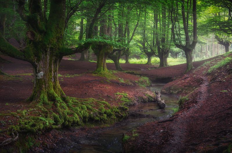 Баскские корниphoto preview