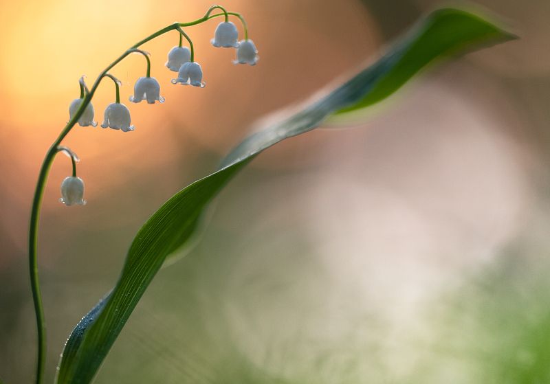 цветы,цветок,макро,растения,природа,трава,лес,закат,ландыш Деление цветаphoto preview