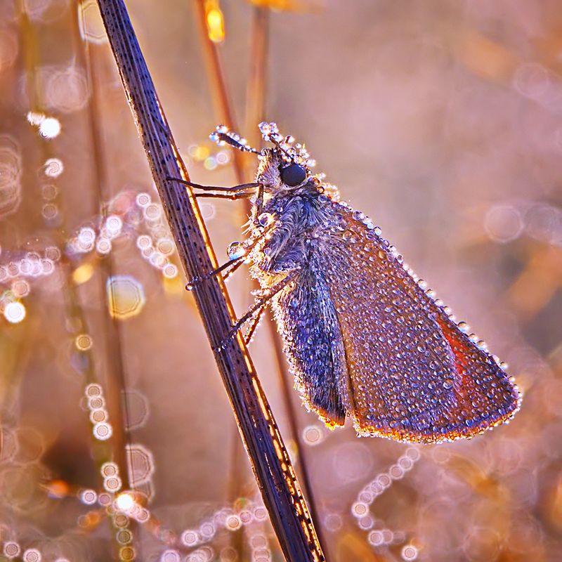 макро, насекомое, бабочка, роса, утро, природа В жемчужных нитяхphoto preview