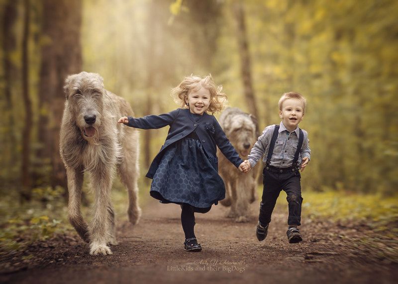 Irish Wolfhoundsphoto preview