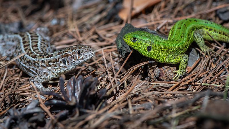 #lizard #lacerta #lacertsagilis #animals #wildlife #wild #nature #altai #russia #ящерица #прыткаяящерица #животные #дикаяприрода #природа #summer #forest #лес #бор #лето #алтай #россия Бор. Июнь. Жара.photo preview