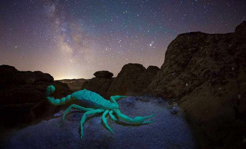 скорпион, ночь, звезды, млечный путь, дагестан, ультрафиолет, флюорисценция  В созвездии стрельца и скорпионаphoto preview