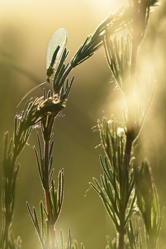 златоглазка, chrysopa, formosa, рыбальский карьер Златоглазкаphoto preview