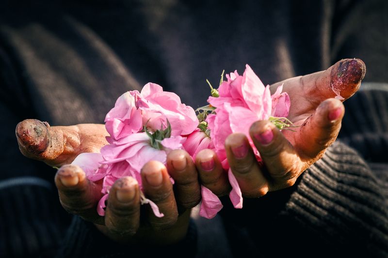 Начало розового маслаphoto preview