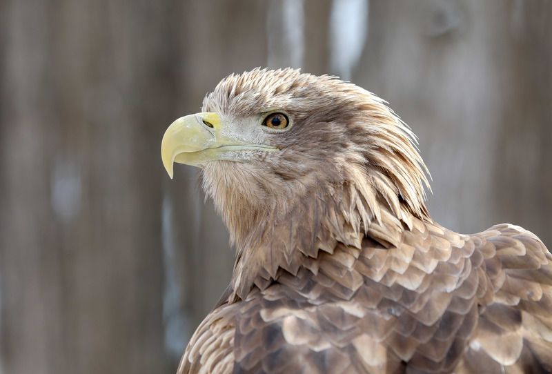 орлагн-белохвост, заповедный пояс, от белой реки до белого моря Орлан-Белохвостphoto preview