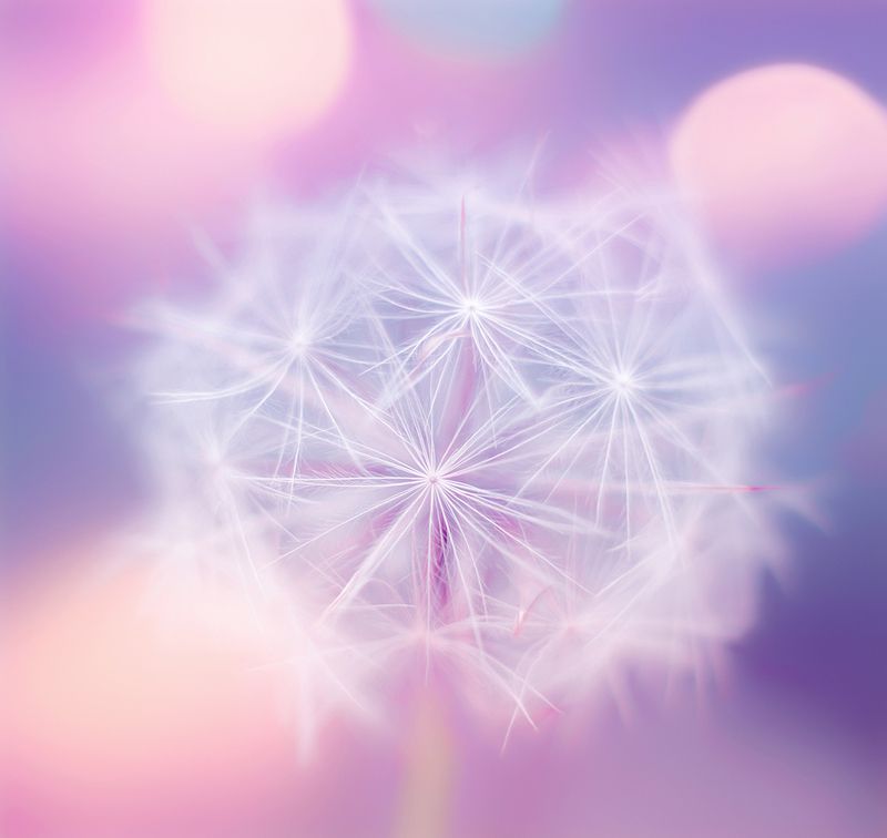 antrisolja, природа, макро, Магикphoto preview