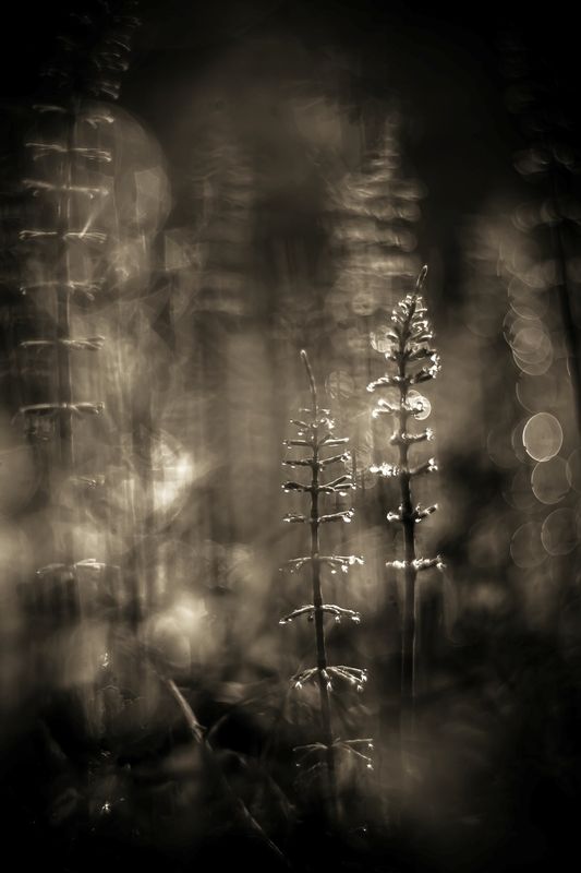 Миражи...photo preview