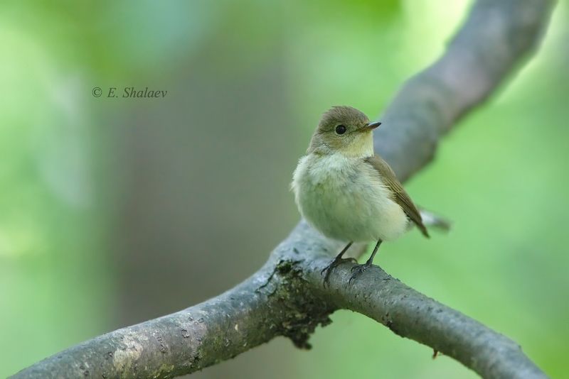 birds,ficedula parva,red-breasted flycatcher,малая мухоловка,мухоловка,птица,птицы,фотоохота Мухолов.photo preview