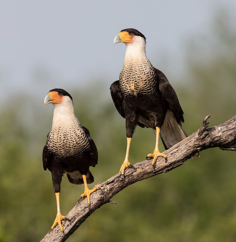 каракара, crested caracara, caracara, tx, texas Каракара -Caracara couplephoto preview