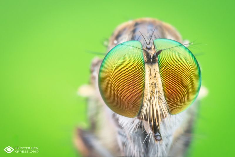 #robberfly, #rainbow, eye, #macro, #nature, #npl The Rainbow Eye\'sphoto preview