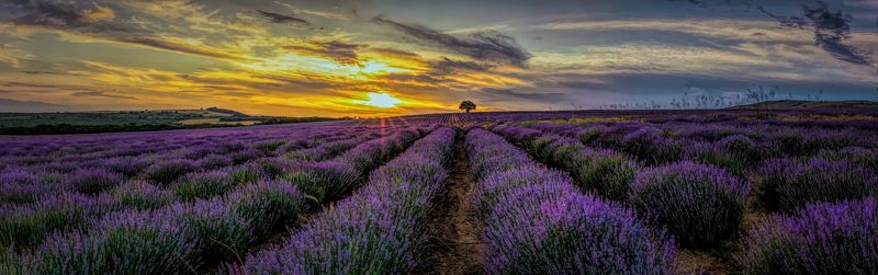 landscape, lavender, lavender field, countryside The Lavender Paradisephoto preview