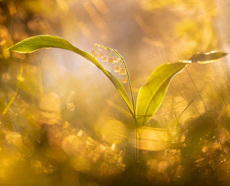 цветы,цветок,макро,растения,природа,ландыш,бокэ Весенние ландышиphoto preview